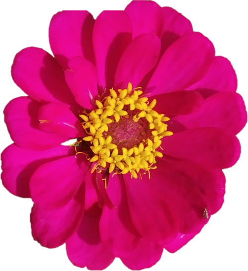 Pink Flower Illustration