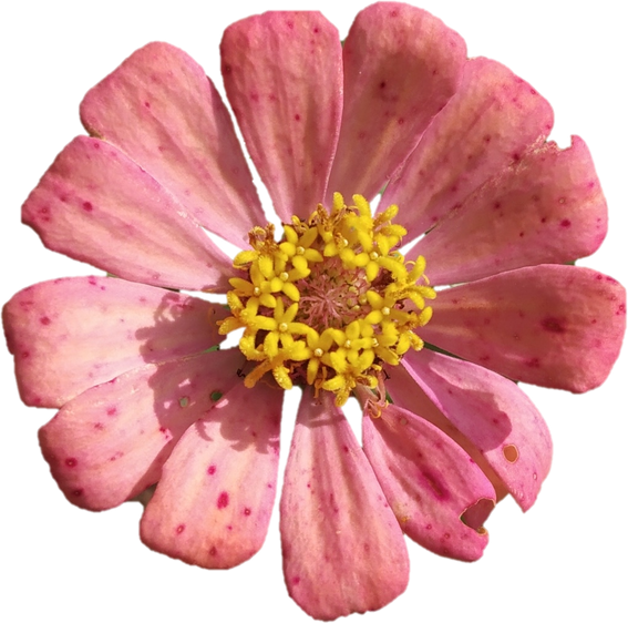 Light Red Flower
